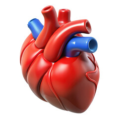 Stylized 3d anatomical human heart with red and blue vessels isolated on transparent background