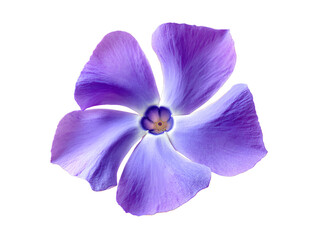 Obraz premium Beautiful Periwinkle flower isolated on transparent background png