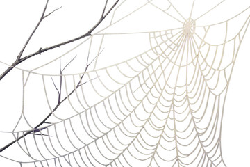 Intricate halloween spiderweb and bare branch against dark background for spooky decorations