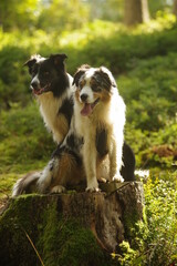 Two dogs are sitting on a log in a forest