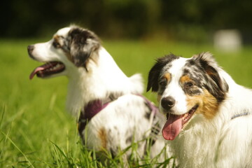 Two dogs are standing in a grassy field, one of which has a purple co