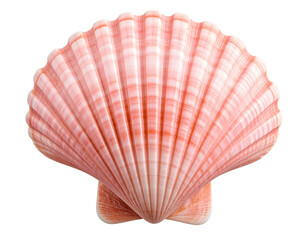  Textured Pink Seashell with Natural Ridges and Curves, Isolated on Transparent Background PNG