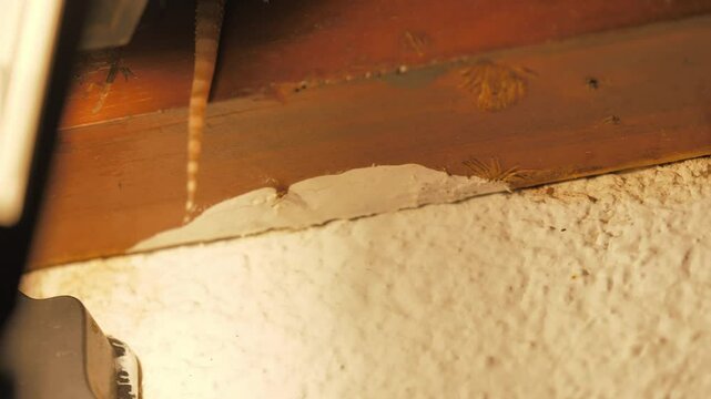 Mediterranean house gecko lizard (Hemidactylus turcicus) on wall hiding away