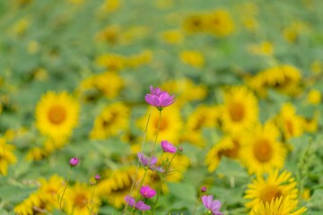 満開のひまわりバックに咲くちょうど見ごろのピンクのコスモス