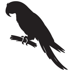 Parrot with tree branch silhouette, Parrot silhouette