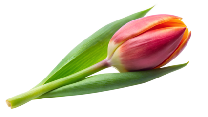 A single pink and orange tulip bud with green leaves, isolated on a white background