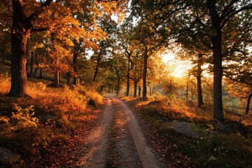 Fototapeta premium Autumnal forest path (2)