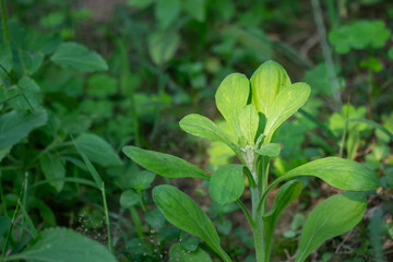 A young plant with a rosette of elongated, light green leaves Lactuca