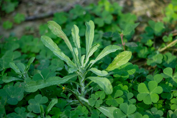 A young rosette light green leaves, wild Lactuca or Asteraceae