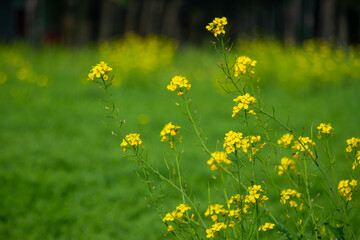 Bright yellow flowers, typical of a mustard plant or Brassica juncea
