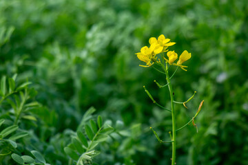 Mustard flowers are small, bright yellow blooms with four petals