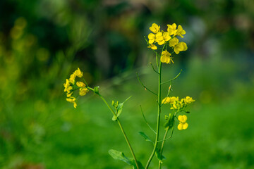 Mustard seeds are edible oil in all over the world known as Brassica