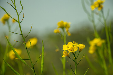 Mustard plants yellow flowers with four petals, produce edible oil