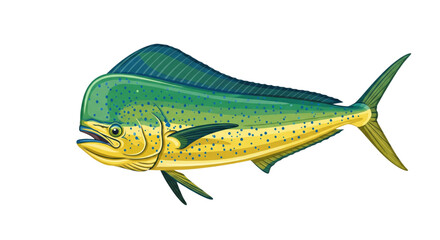 Mahi-Mahi Vector Illustration for Seafood & Fishing