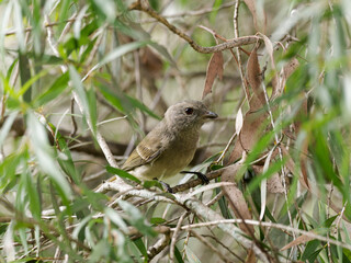 Juvenile Golden Whistler (Pachycephala pectoralis) perched in a eucalyptus tree
