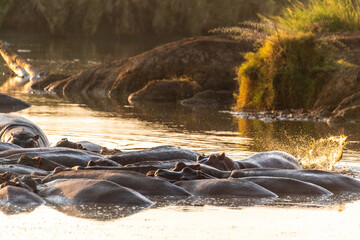 Telephoto of a hippopotamus, Hippopotamus amphibius, floating partially submerged in a hippo pool...