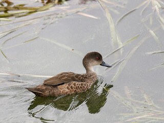 Female Chestnut Teal (Anas castanea)  swimming among the reeds in a lagoon.