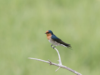 Welcome Swallow (Hirundo neoxena) perched on a branch with green bokeh background