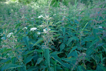 Urtica dioica or nettle in garden