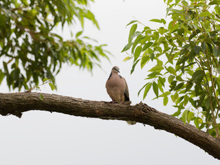 Spotted Dove  (Spilopelia chinensis) perched on a branch with green leaves and grey overcast sky in background