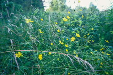 Ranunculus acris or buttercups. Common names include meadow buttercup, tall buttercup, common...