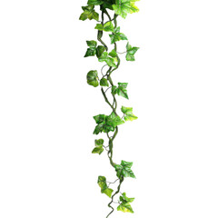 realistic tropical hanging vines with twisted stems and exotic flowers isolated on transparent background