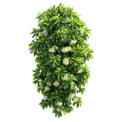 realistic tropical hanging vines with twisted stems and exotic flowers isolated on transparent background