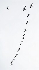 birds in the sky