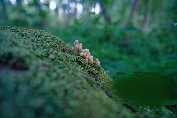 Coprinus disseminatus mushrooms on green moss