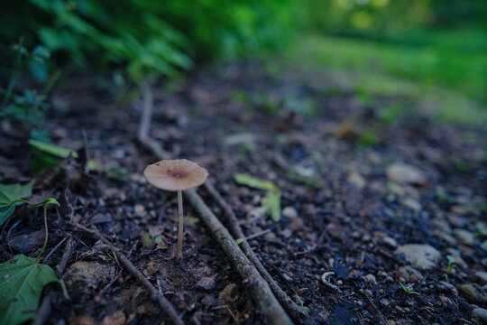 Pleated Inkcap mushroom (parasola plicatilis) grow in moist forests