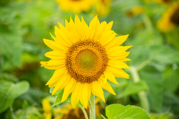 sunflower in the garden