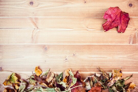 Overhead view of maple leaf with dry leaves on table