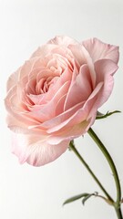 pink rose on white background