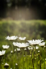 Close-up of flowers growing on field
