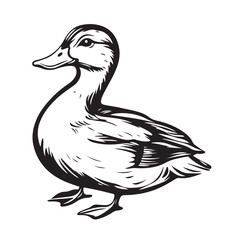 A duck vector illustration silhouette