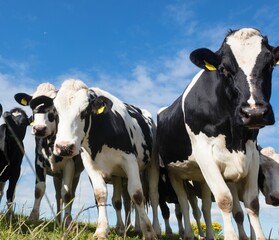 Low angle view of cows with livestock tags © vectorfusionart
