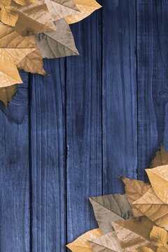 Fototapeta Flat design featuring muted yellow-brown leaves clustering in corners on blue planks showing grain