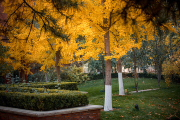 Naklejka premium Autumn in an upscale residential area in Beijing, China