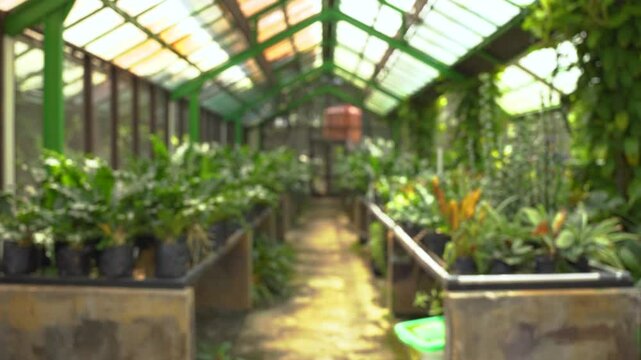 Blurry view of Bright greenhouse with rows of lush green plants in black plastic bags neatly arranged under a glass roof.