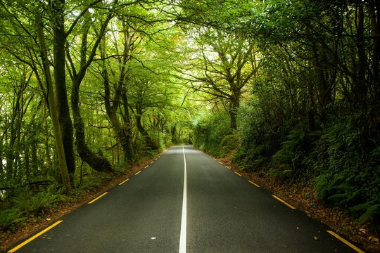 Fototapeta Flat design showing two-lane road lined with ferns under canopy with white line and yellow markings