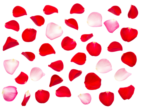 Scattered Rose Petals Floating in Air, Transparent PNG.