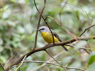 Eastern Yellow Robin (Eopsaltria australis) perched on a branch with green bokeh background