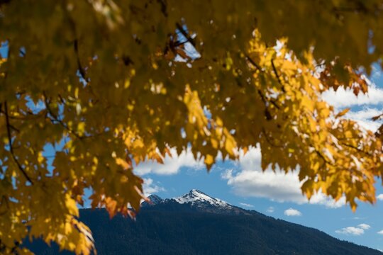 Fototapeta leaves and snow capped mountain