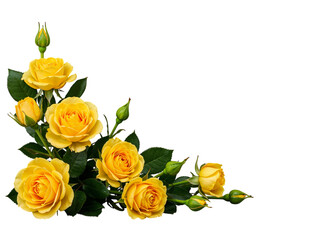 Beautiful yellow roses and buds arranged in a corner on a transparent background isolated on transparent background