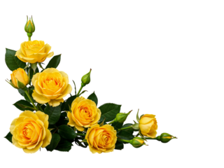 Beautiful yellow roses and buds arranged in a corner on a transparent background isolated on transparent background