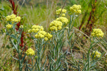 Helichrysum arenarium growing in dry grassland