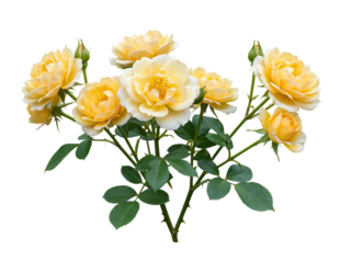 A cluster of delicate yellow roses with green leaves and buds isolated on transparent background