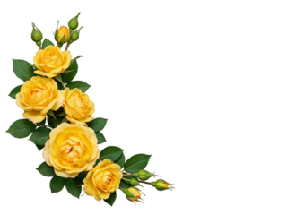 A delicate arrangement of yellow roses and buds forming a corner flourish isolated on transparent background