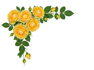 Elegant yellow roses and buds forming a corner border design isolated on transparent background