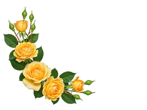 Beautiful yellow roses and buds arranged in a corner border isolated on transparent background